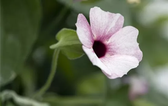 Thunbergia alata pink-rosa, rosa