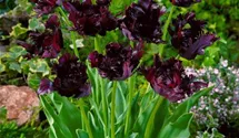 Papageien-Tulpe 'Black Parrot'
