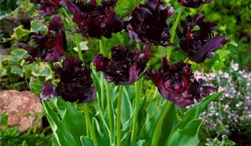 Papageien-Tulpe 'Black Parrot'