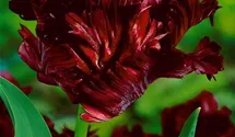 Papageien-Tulpe 'Black Parrot'