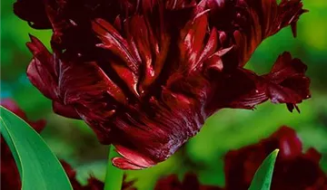Papageien-Tulpe 'Black Parrot'