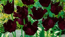 Papageien-Tulpe 'Black Parrot'