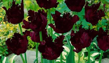 Papageien-Tulpe 'Black Parrot'