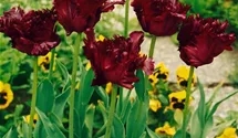 Papageien-Tulpe 'Black Parrot'