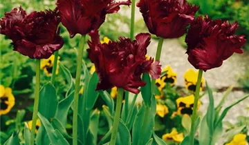 Papageien-Tulpe 'Black Parrot'