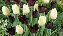 Papageien-Tulpe 'Black Parrot'