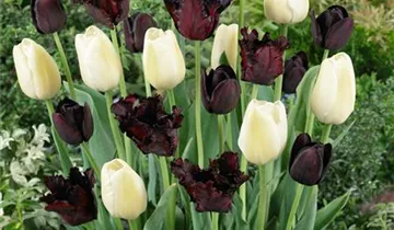 Papageien-Tulpe 'Black Parrot'