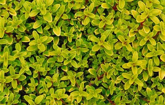 Thymus x citriodorus 'Archer's Gold'
