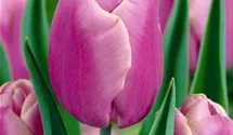 Tulpe 'Holland Beauty'