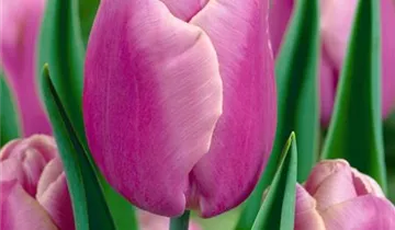 Tulpe 'Holland Beauty'