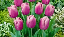 Tulpe 'Holland Beauty'