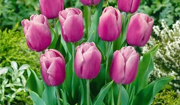 Tulpe 'Holland Beauty'