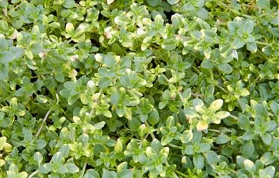 Thymus x citriodorus 'Doone Valley'