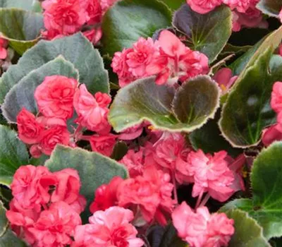Begonia, gefüllt