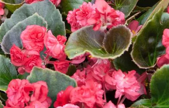 Begonia, gefüllt