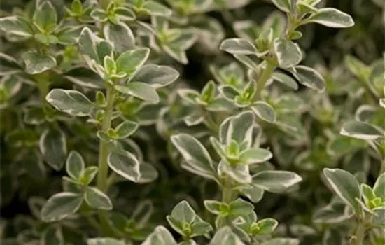 Thymus x citriodorus 'Foxley'