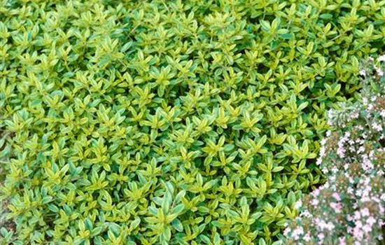 Thymus x citriodorus 'Golden Dwarf'