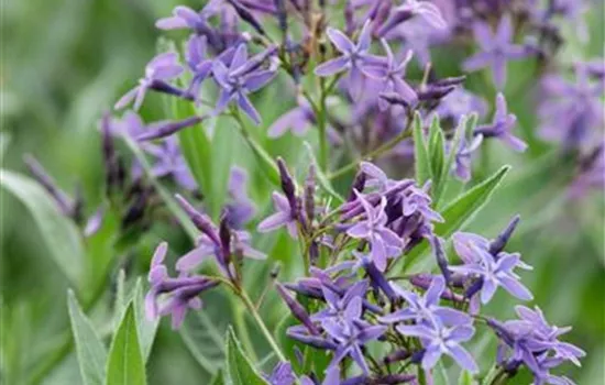 Amsonia 'Blue Ice'