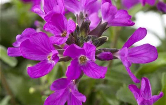Arabis blepharophylla