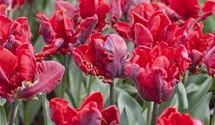 Papageien Tulpe 'Roccoco'