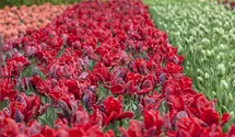 Papageien Tulpe 'Roccoco'
