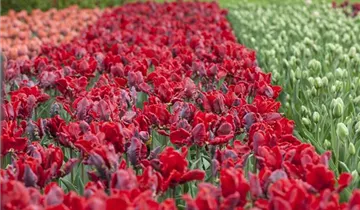 Papageien Tulpe 'Roccoco'