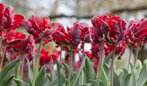 Papageien Tulpe 'Roccoco'