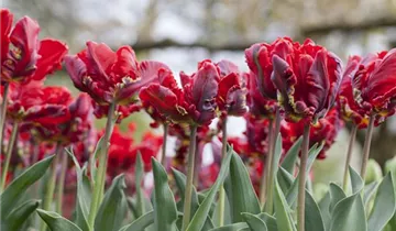 Papageien Tulpe 'Roccoco'