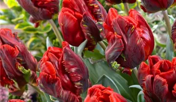 Papageien Tulpe 'Roccoco'