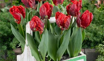 Papageien Tulpe 'Roccoco'