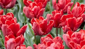 Papageien Tulpe 'Roccoco'