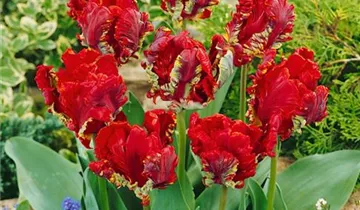 Papageien Tulpe 'Roccoco'