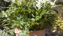 Astilbe