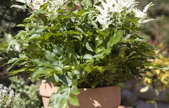 Astilbe x arendsii 'Astary Rose'