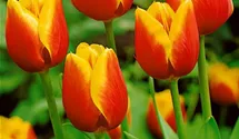 Tulpe 'Kees Nelis'