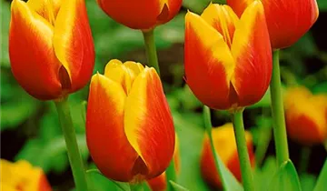 Tulpe 'Kees Nelis'