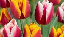 Tulpe 'Kees Nelis'