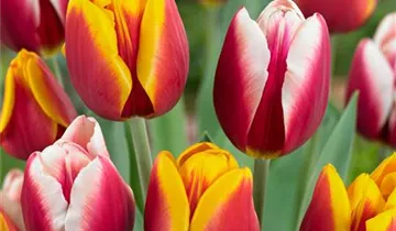 Tulpe 'Kees Nelis'