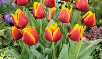 Tulpe 'Kees Nelis'