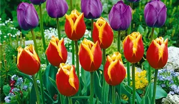Tulpe 'Kees Nelis'