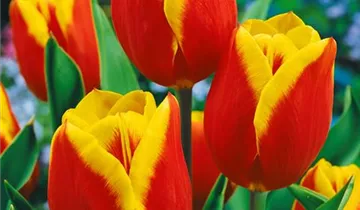 Tulpe 'Kees Nelis'