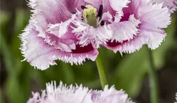 Gefranste Tulpe