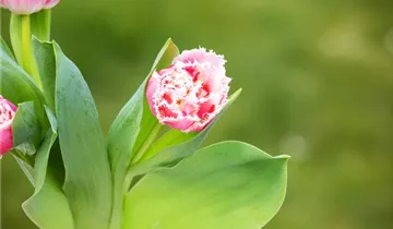 Gefranste Tulpe