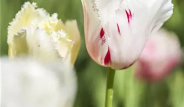 Gefranste Tulpe