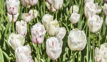 Gefranste Tulpe