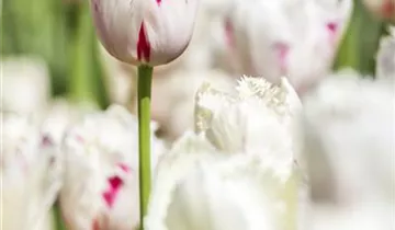Gefranste Tulpe