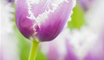 Gefranste Tulpe