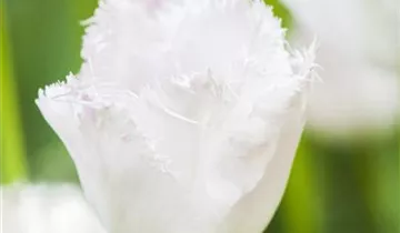 Gefranste Tulpe