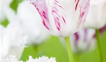 Gefranste Tulpe