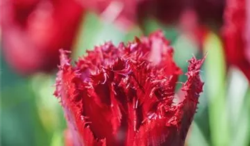 Gefranste Tulpe